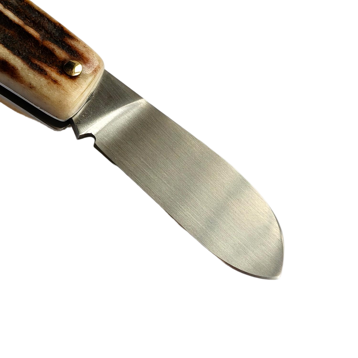 Close-up of the brushed CPM-20CV blade of the Sao Knife Elephant where it meets the stag antler handle
